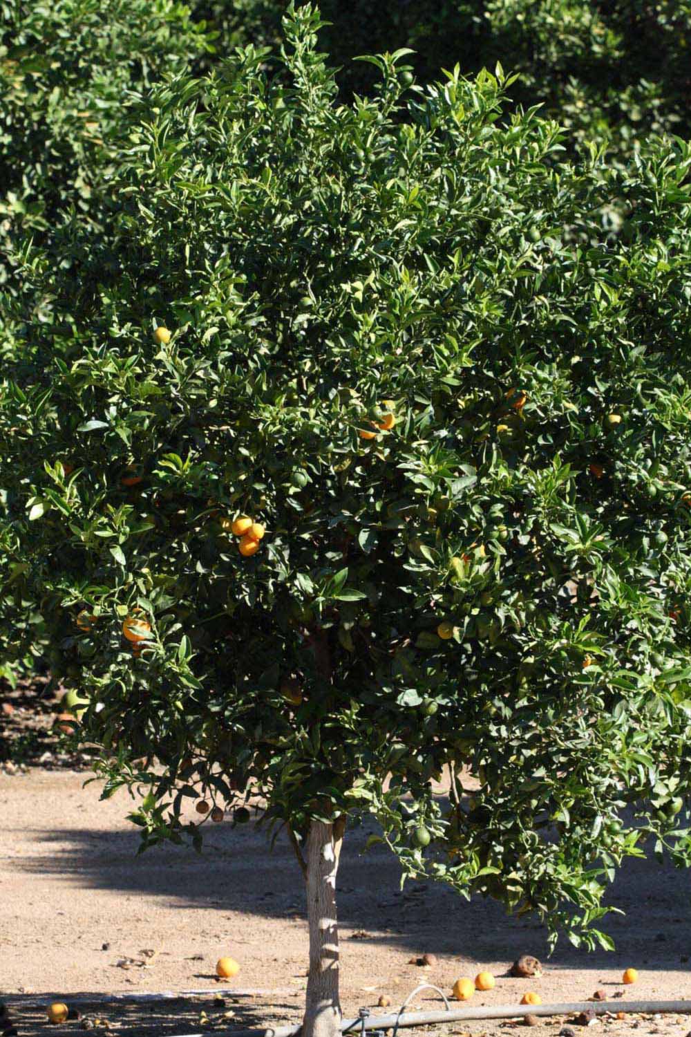            Habit (Riverside, CA)   